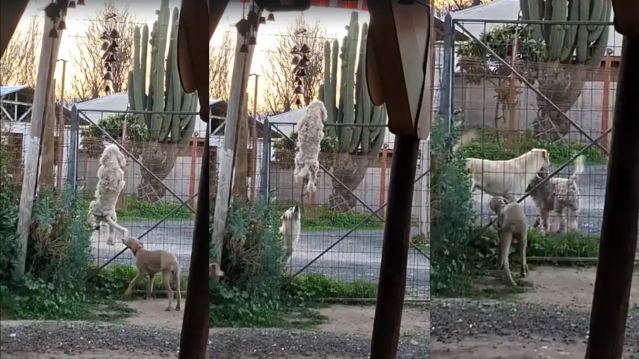 Imagen Principal de Nota: ¿Spidercan? Perrito trepa una reja para escapar de casa y jugar con su amigo