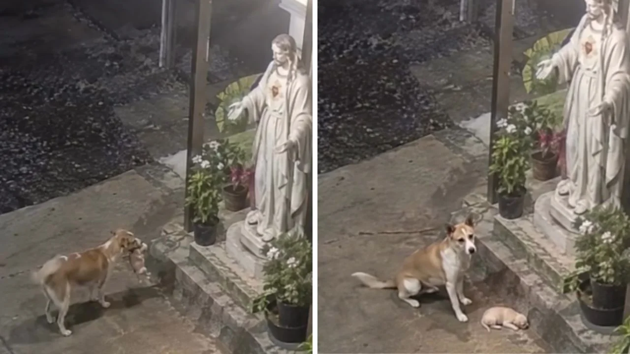 Perrita deja a su cachorro 'a salvo' junto a una imagen de Jesús Imagen de Perrita deja a su cachorro 'a salvo' junto a una imagen de Jesús