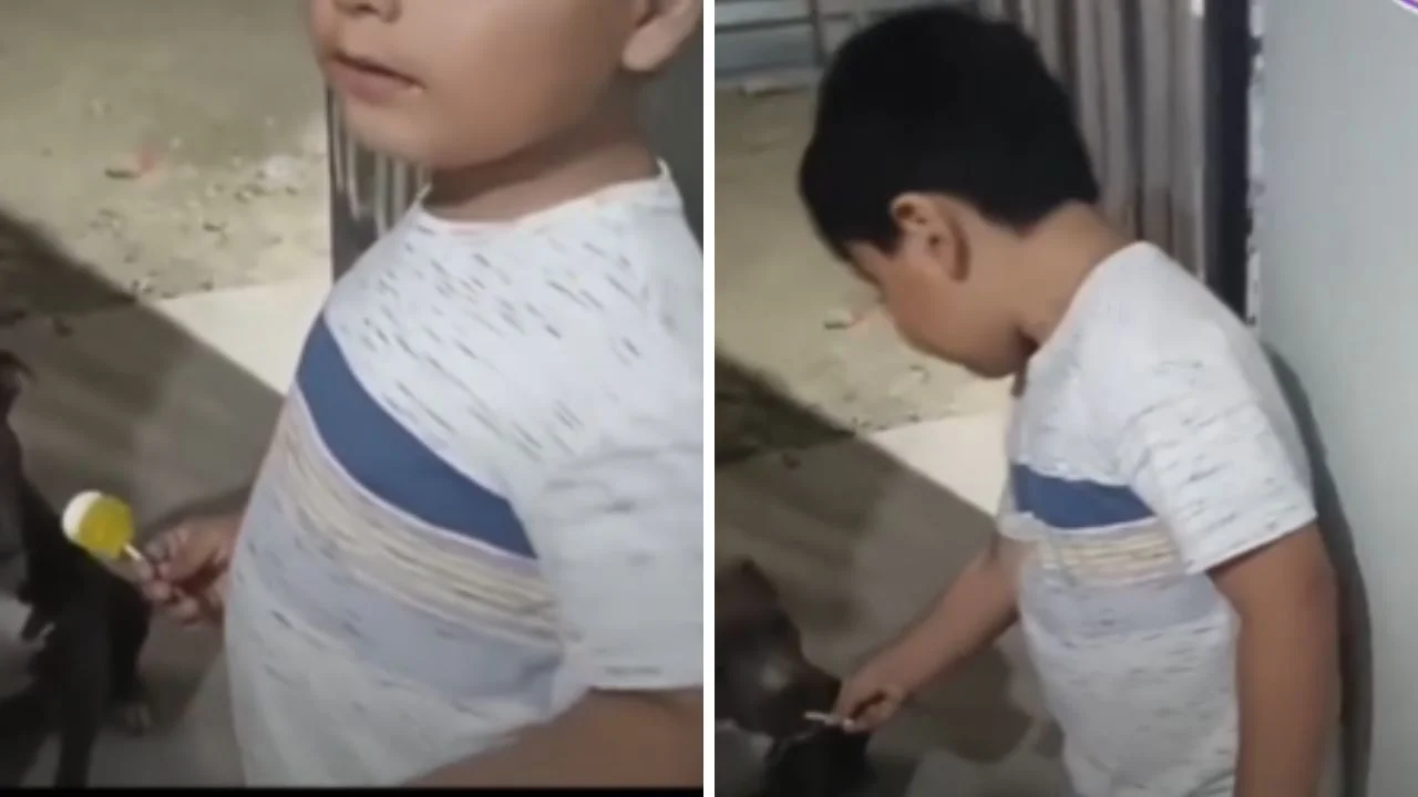 Video viral: niño compra tres paletas: para él, su hermana y su perrito Imagen de Video viral: niño compra tres paletas: para él, su hermana y su perrito