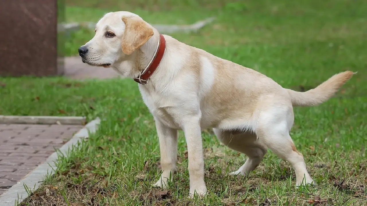 ¿Me pueden multar si mi perro hace 'po**' en el patio de mi vecino? Esto dice ley de Honduras Imagen de ¿Me pueden multar si mi perro hace 'po**' en el patio de mi vecino? Esto dice ley de Honduras