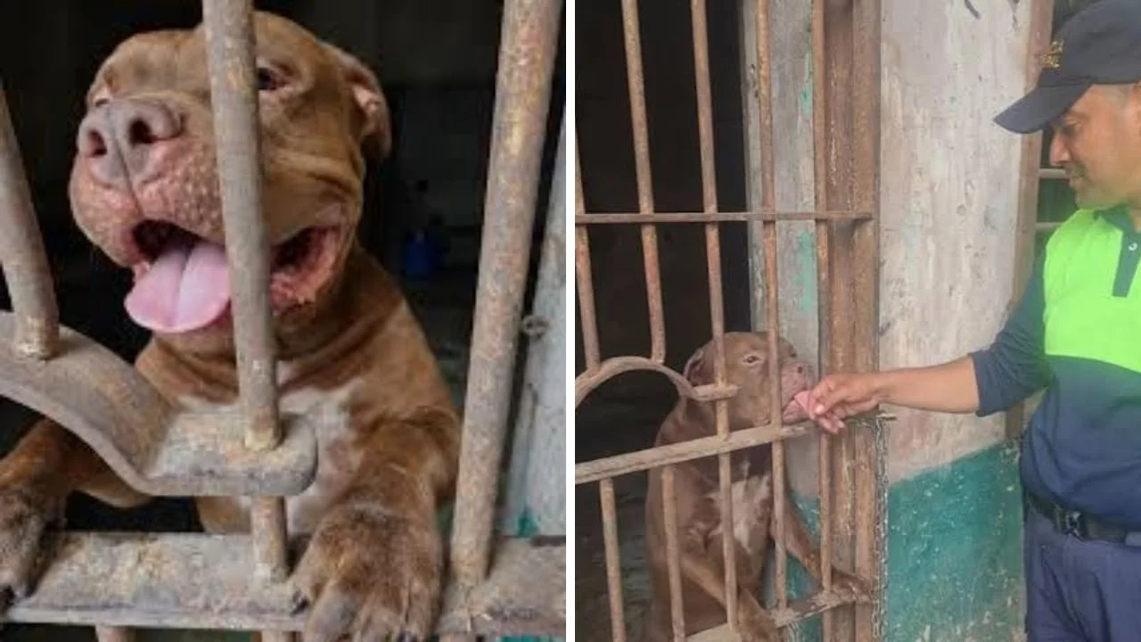 El giro de Zeus: no irá a refugio y se entrenará como perro policía Imagen de El giro de Zeus: no irá a refugio y se entrenará como perro policía
