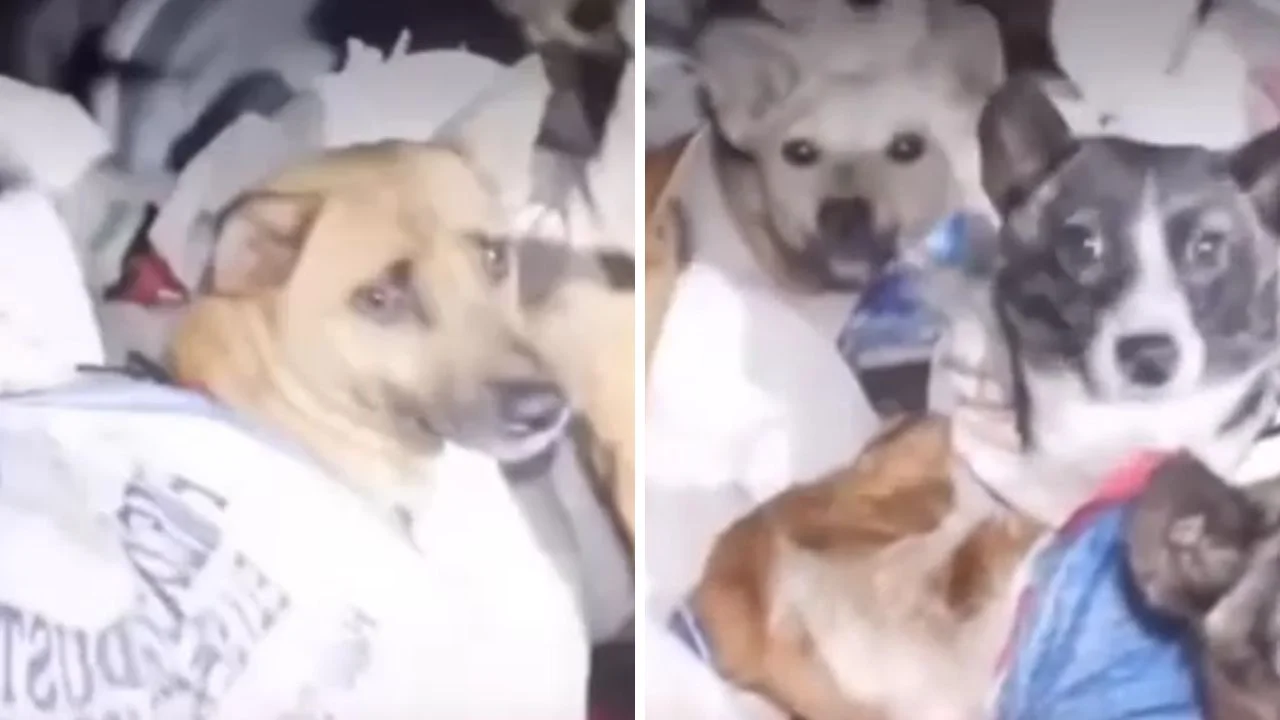 Interceptan camión con perros destinados al comercio de carne Imagen de Interceptan camión con perros destinados al comercio de carne