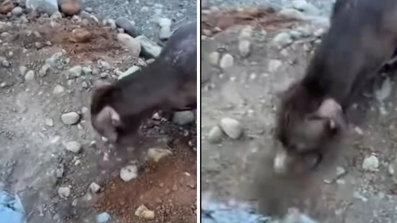 Conmovedor adiós: perrito ayuda a enterrar a su mejor amiga canina Imagen de Conmovedor adiós: perrito ayuda a enterrar a su mejor amiga canina