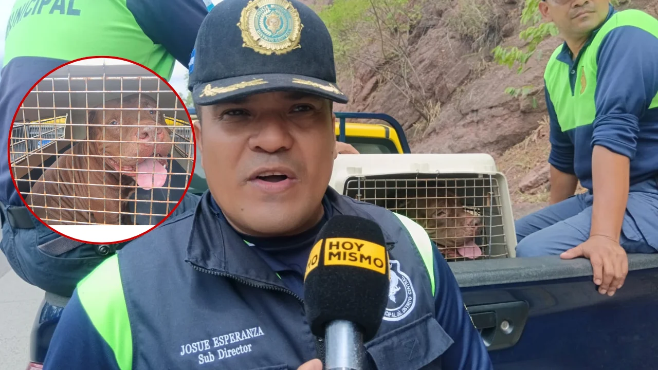 ¿Qué pasará con Zeus, el pitbull que mató a su dueño y fue rescatado? Imagen de ¿Qué pasará con Zeus, el pitbull que mató a su dueño y fue rescatado?