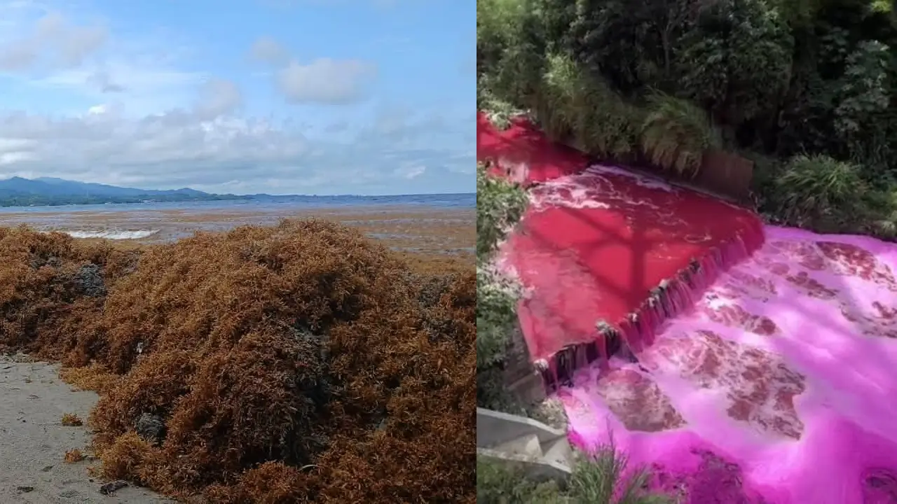 Honduras alerta por sargazo y descarta que coloración rosa llegue de Guatemala Imagen de Honduras alerta por sargazo y descarta que coloración rosa llegue de Guatemala