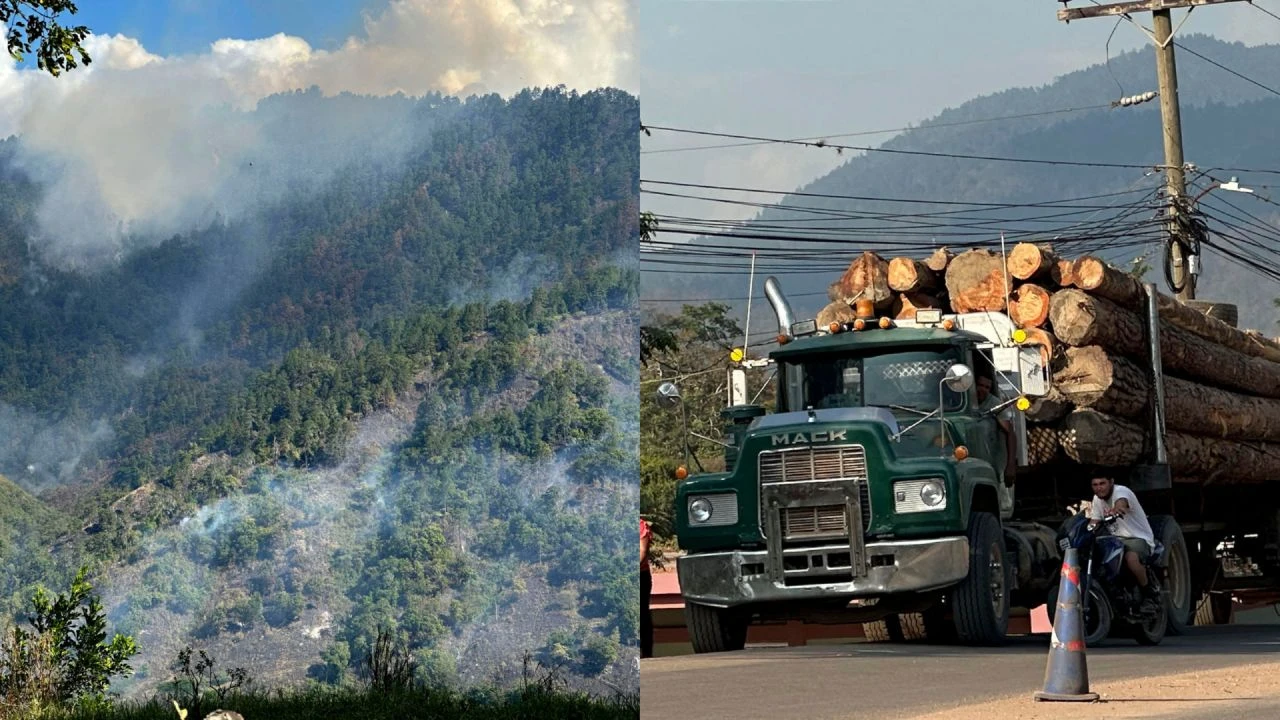 Incendios y tala ilegal afectan hasta 70 mil hectáreas de bosques en Honduras Imagen de Incendios y tala ilegal afectan hasta 70 mil hectáreas de bosques en Honduras
