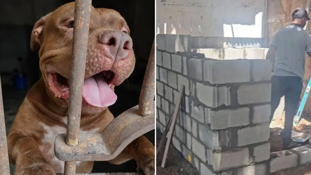 Zeus tendrá casa propia: así marcha la construcción de su nuevo hogar Imagen de Zeus tendrá casa propia: así marcha la construcción de su nuevo hogar