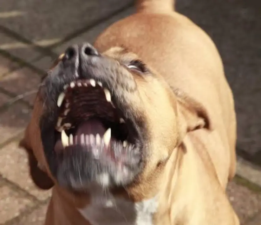 Perros Pitbull