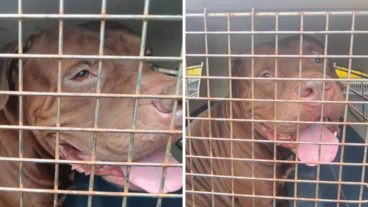 Fotos de Zeus el perro que mató a su dueño