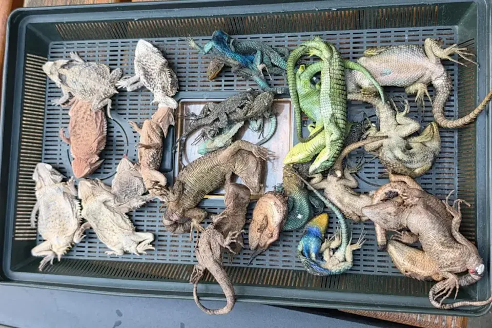 reptiles