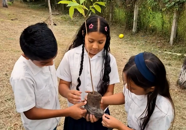 niños plantas
