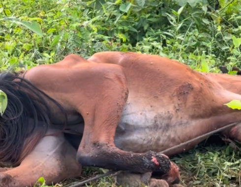 caballo