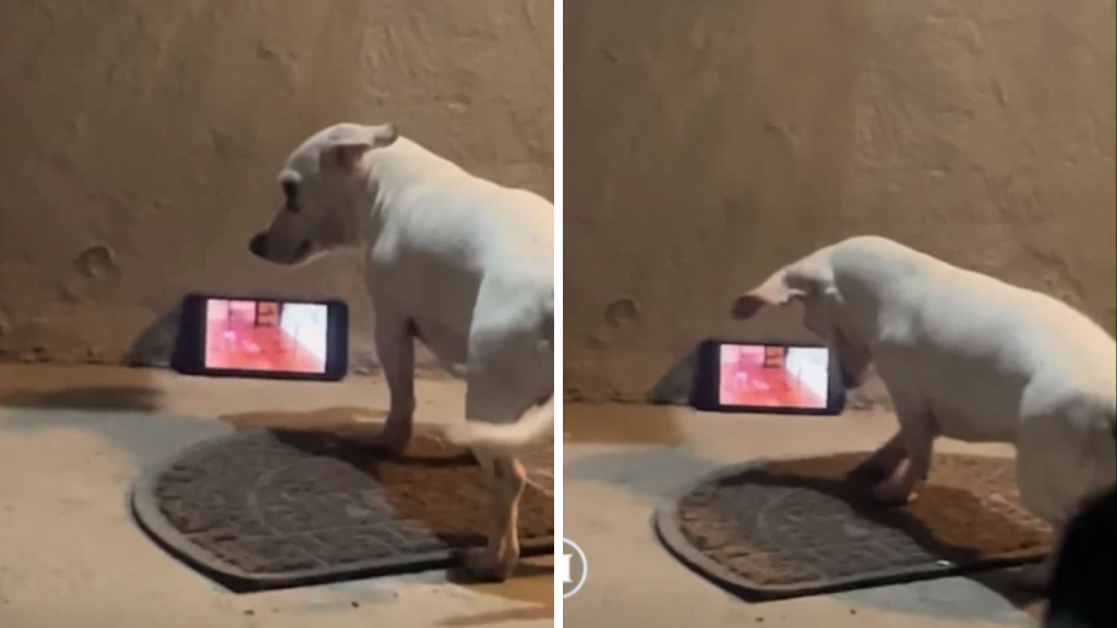 perrito