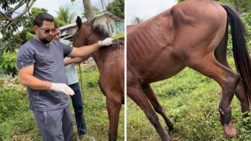 caballo golpes
