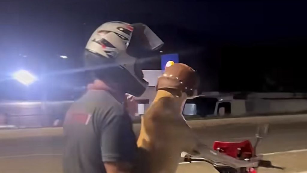 persona hombre perro