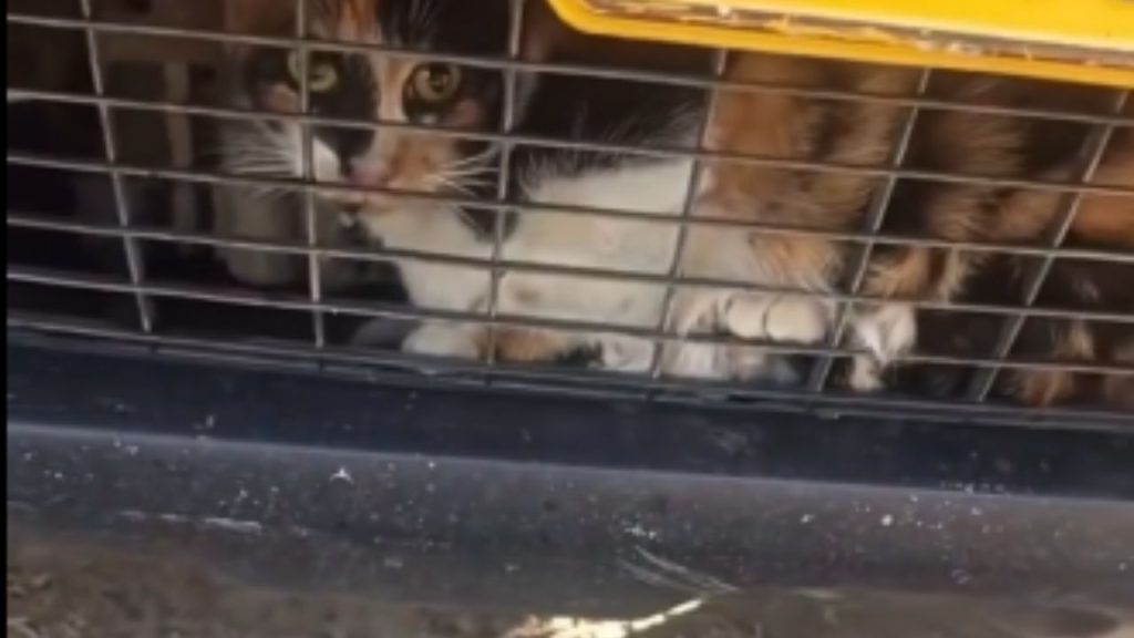 gato