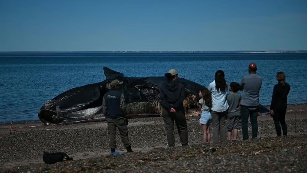personas ballena varada
