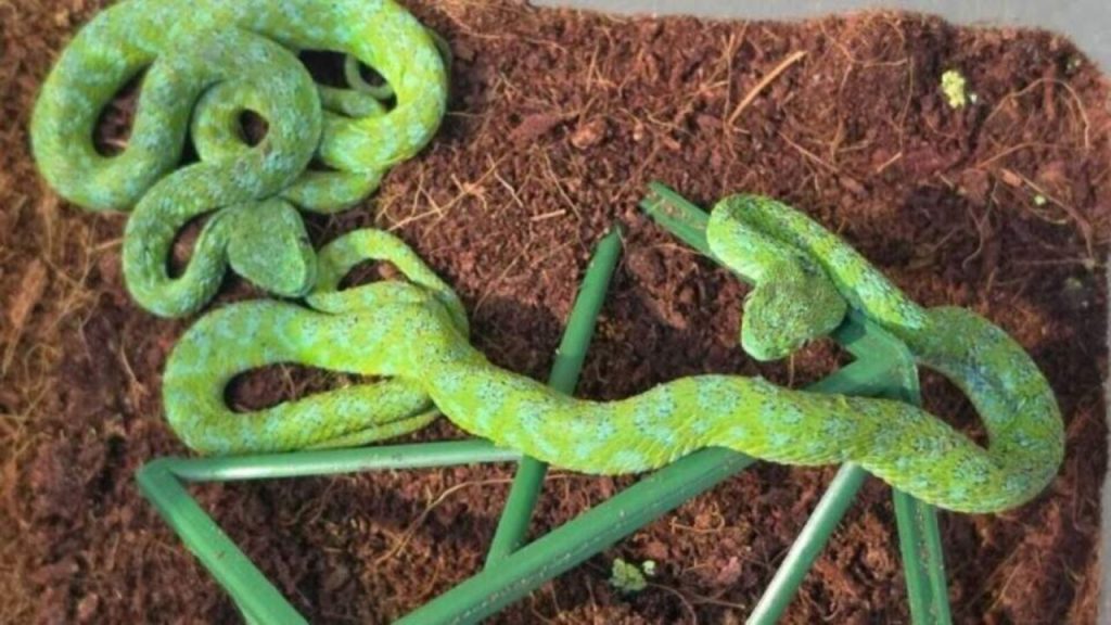 serpiente