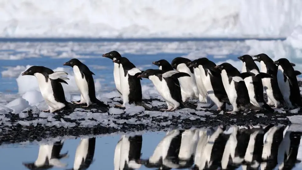 Pingüinos