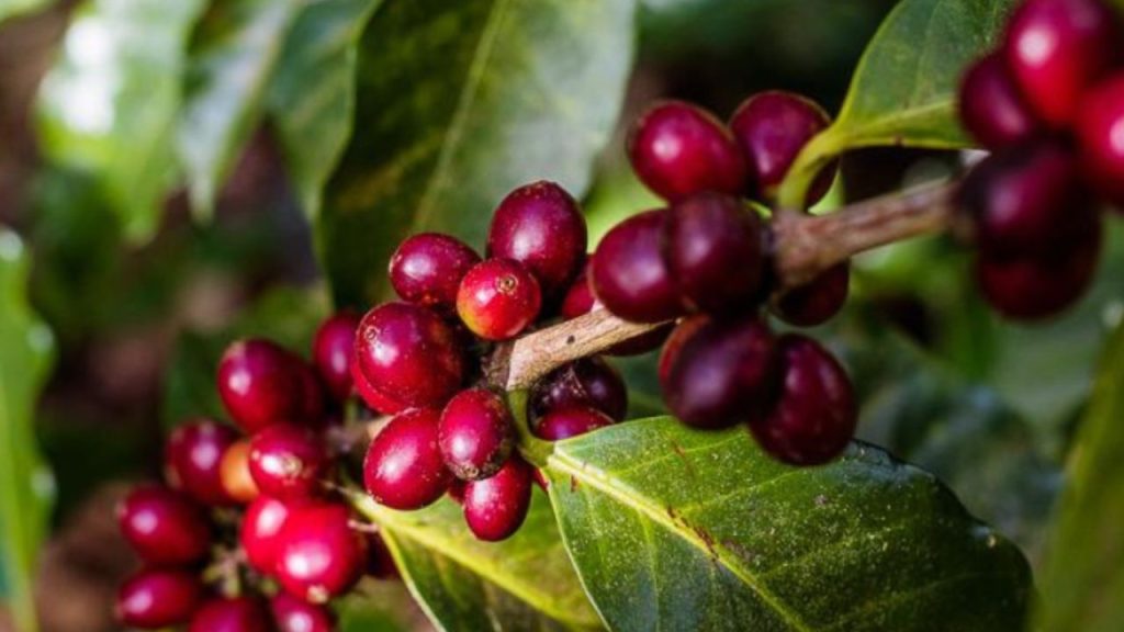 Café en grano.