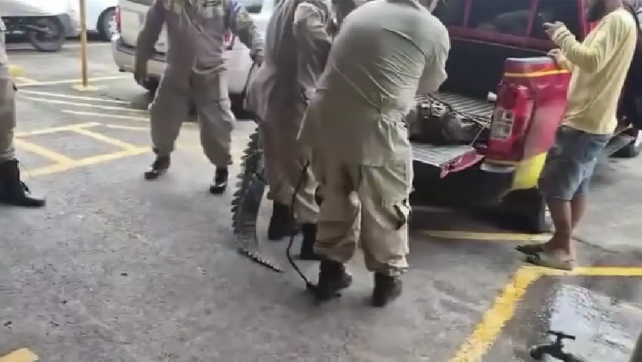 Cocodrilo atrapado en La Ceiba