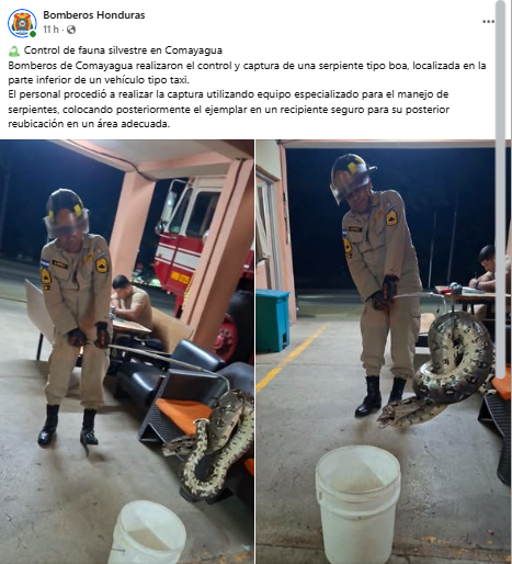 Hallan boas en varias partes de Honduras