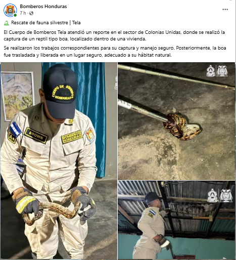 Hallan boas en varias partes de Honduras