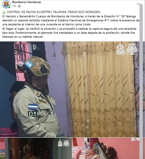 Hallan boas en varias partes de Honduras