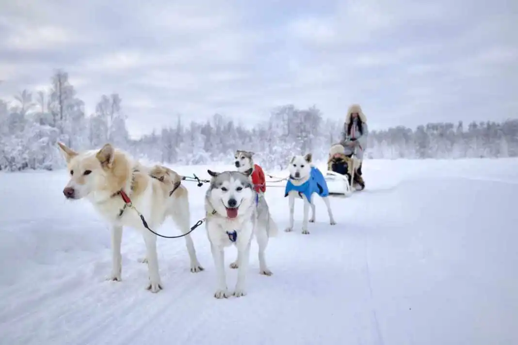 Huskies