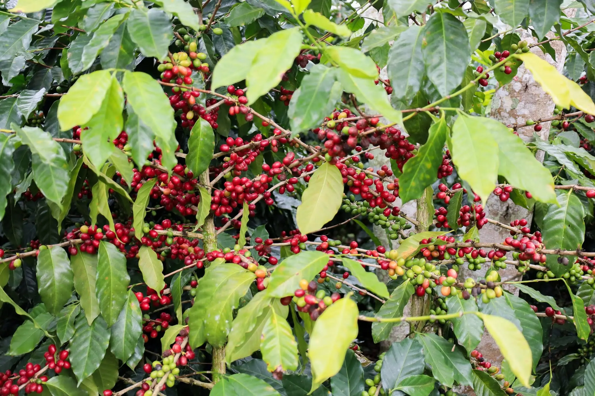 planta de café
