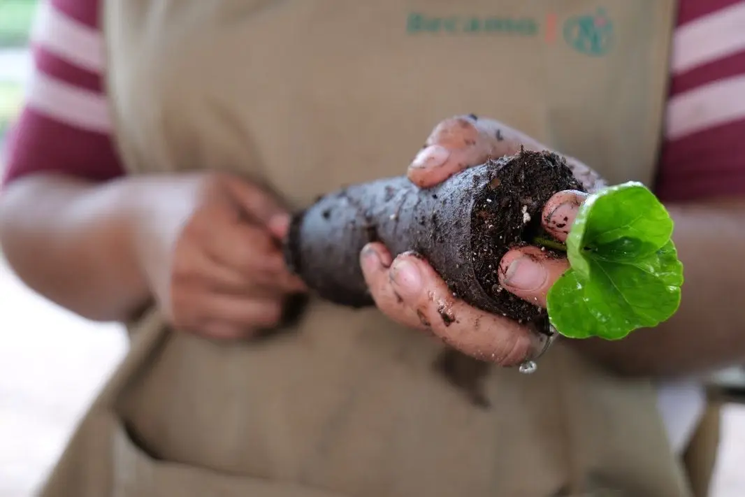 planta de café