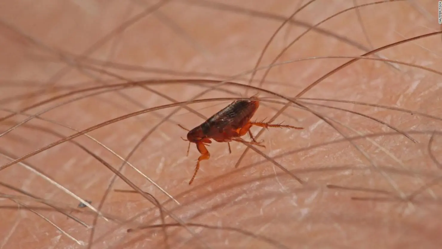 pulga