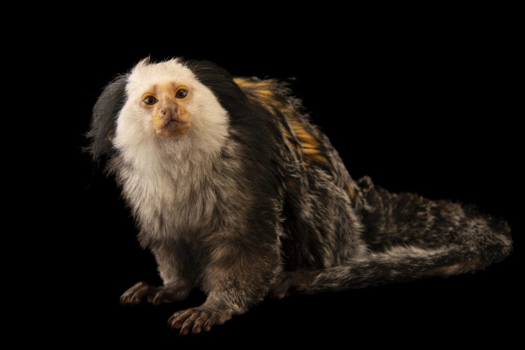 Un titï