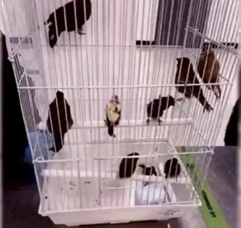 Aves en una jaula 
