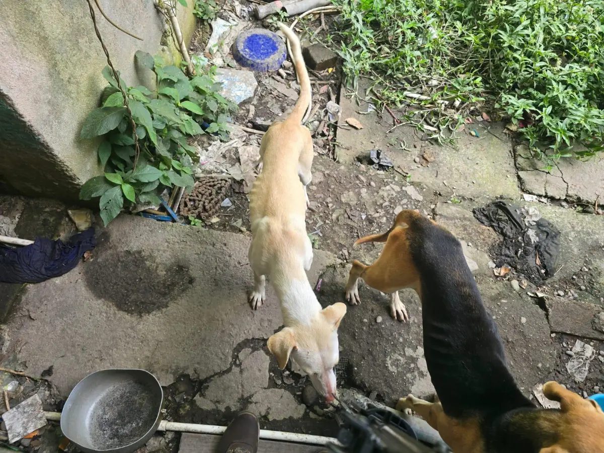 Restos de perro, tacos mexicanos