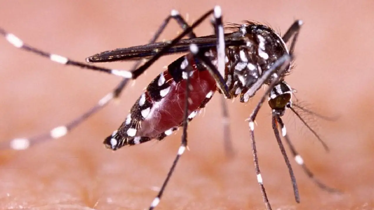 Mosquito Aedes aegypti