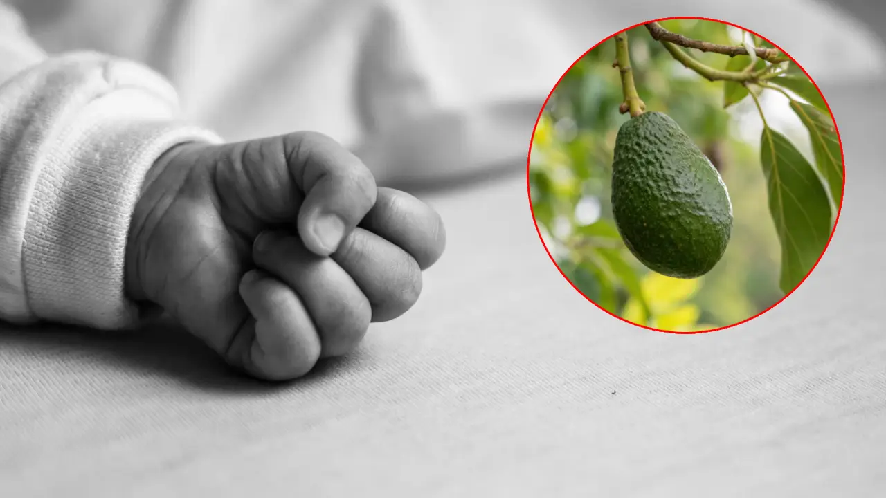 Imagen de Un aguacate cayó sobre un recién nacido y terminó en tragedia