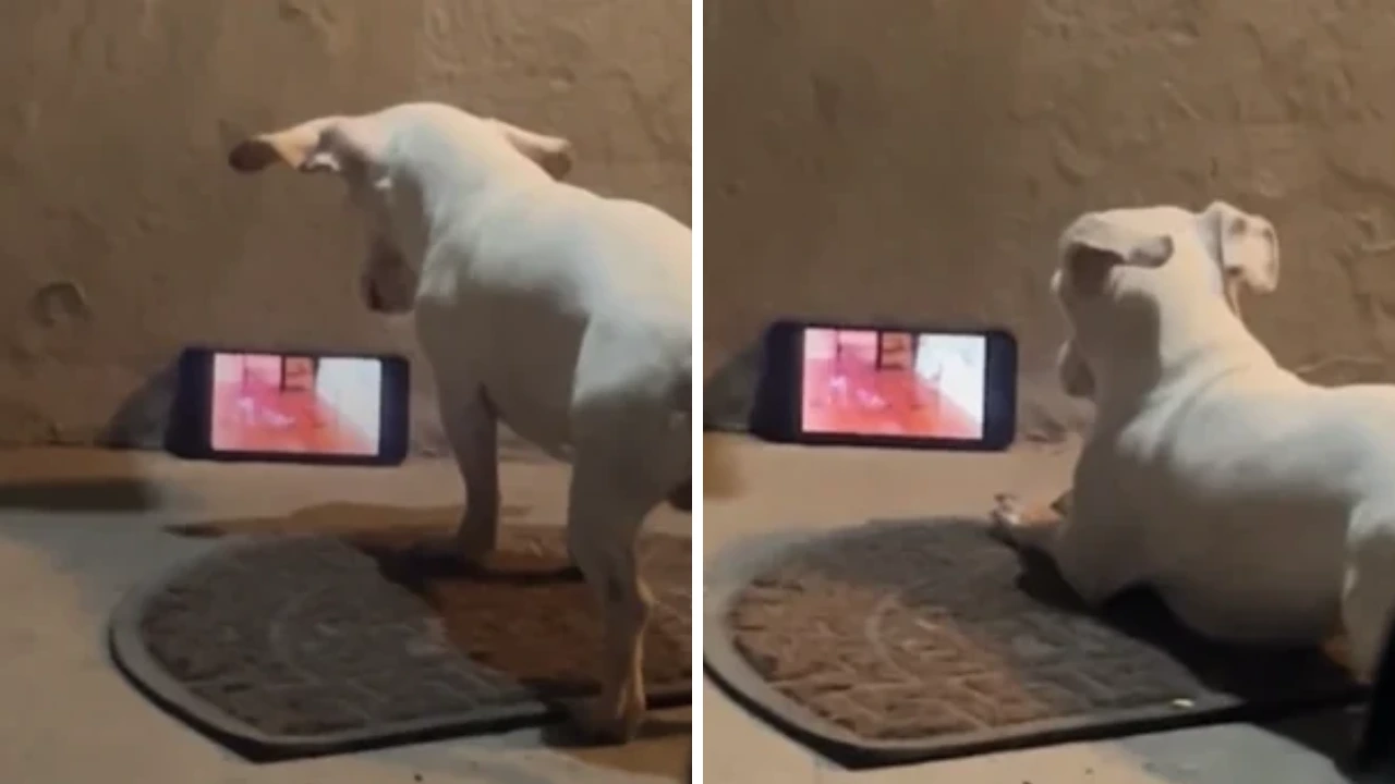 ¡Para reír! Perrito se hace viral por no cuidar y solo ver caricaturas Imagen de ¡Para reír! Perrito se hace viral por no cuidar y solo ver caricaturas