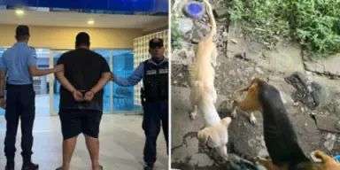 Imagen de Autoridades hallan restos de perro en casa de vendedor de tacos en Siguatepeque