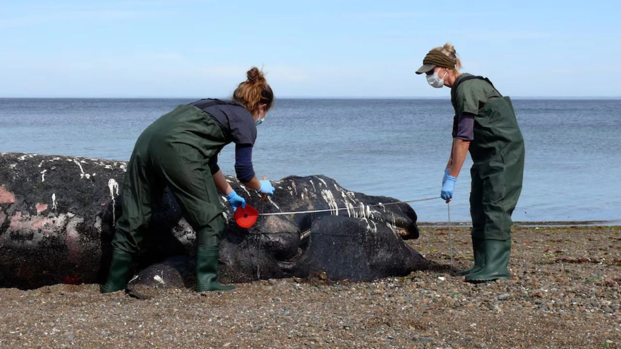 Encuentran siete ballenas muertas en tan solo una semana en las costas de Argentina Imagen de Encuentran siete ballenas muertas en tan solo una semana en las costas de Argentina