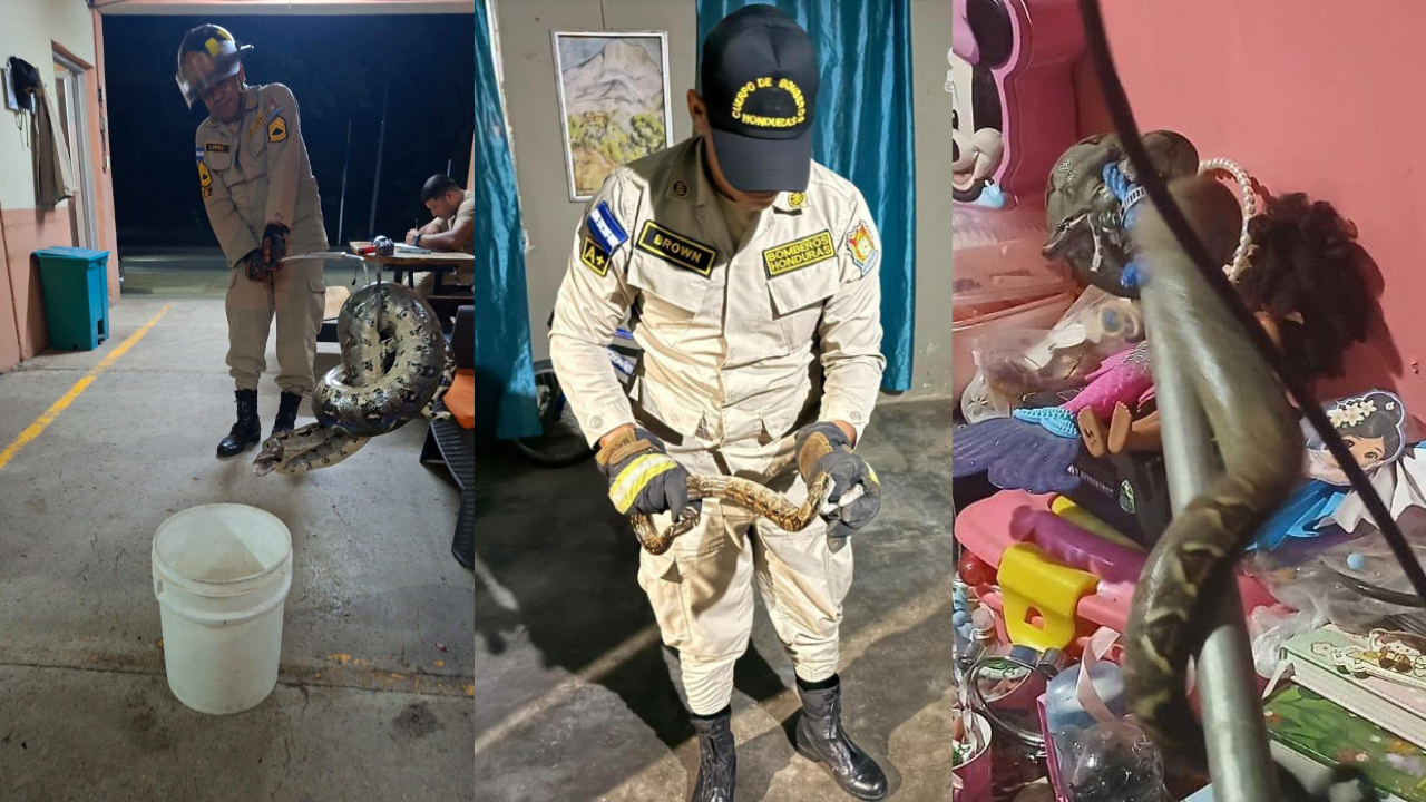 Dos en casas y una en taxi: hallan boas en varias partes de Honduras Imagen de Dos en casas y una en taxi: hallan boas en varias partes de Honduras