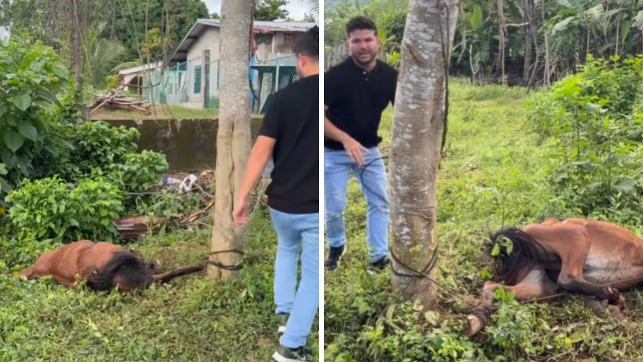 Joven hondureño rescata a caballo herido y lucha por evitarle amputación Imagen de Joven hondureño rescata a caballo herido y lucha por evitarle amputación