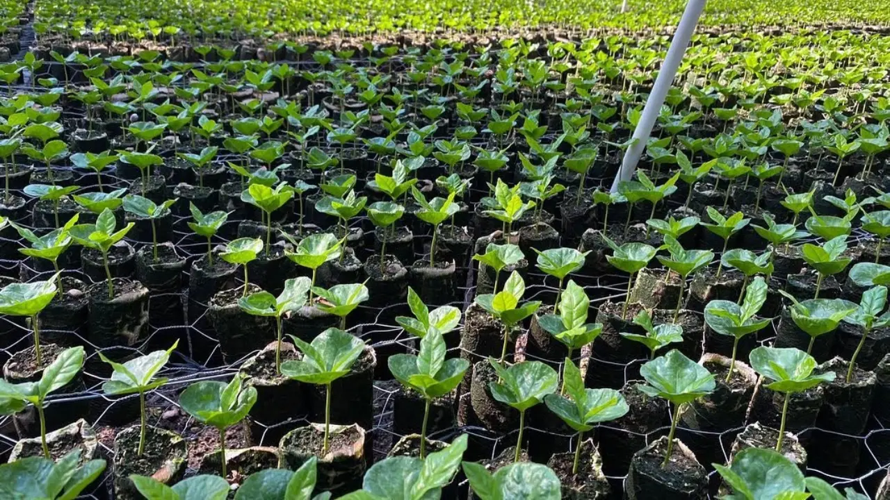 Ecopil: Honduras adopta tecnología europea para cultivar café Imagen de Ecopil: Honduras adopta tecnología europea para cultivar café