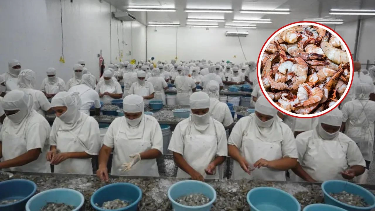 Sequía golpea la producción de camarón y obliga al cierre de 214 fincas Imagen de Sequía golpea la producción de camarón y obliga al cierre de 214 fincas