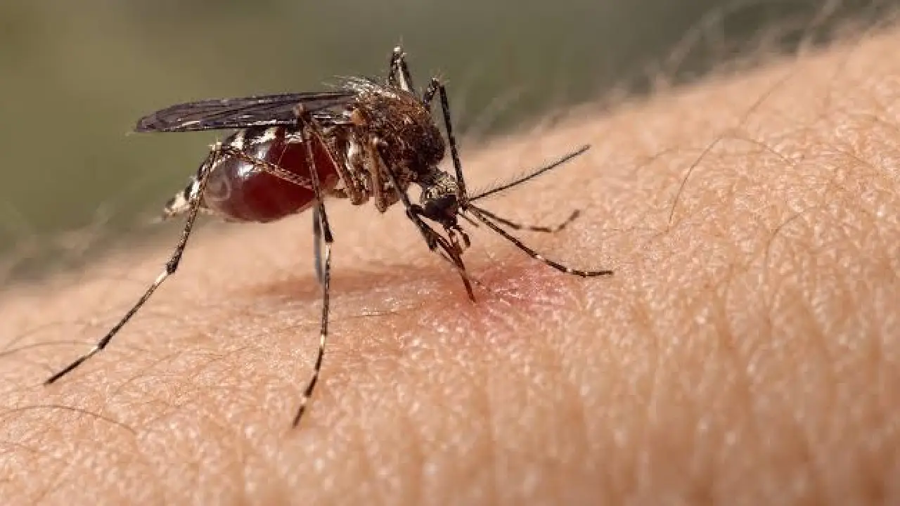 Chikungunya en Honduras: Salud alerta por transmisión comunitaria y síntomas Imagen de Chikungunya en Honduras: Salud alerta por transmisión comunitaria y síntomas