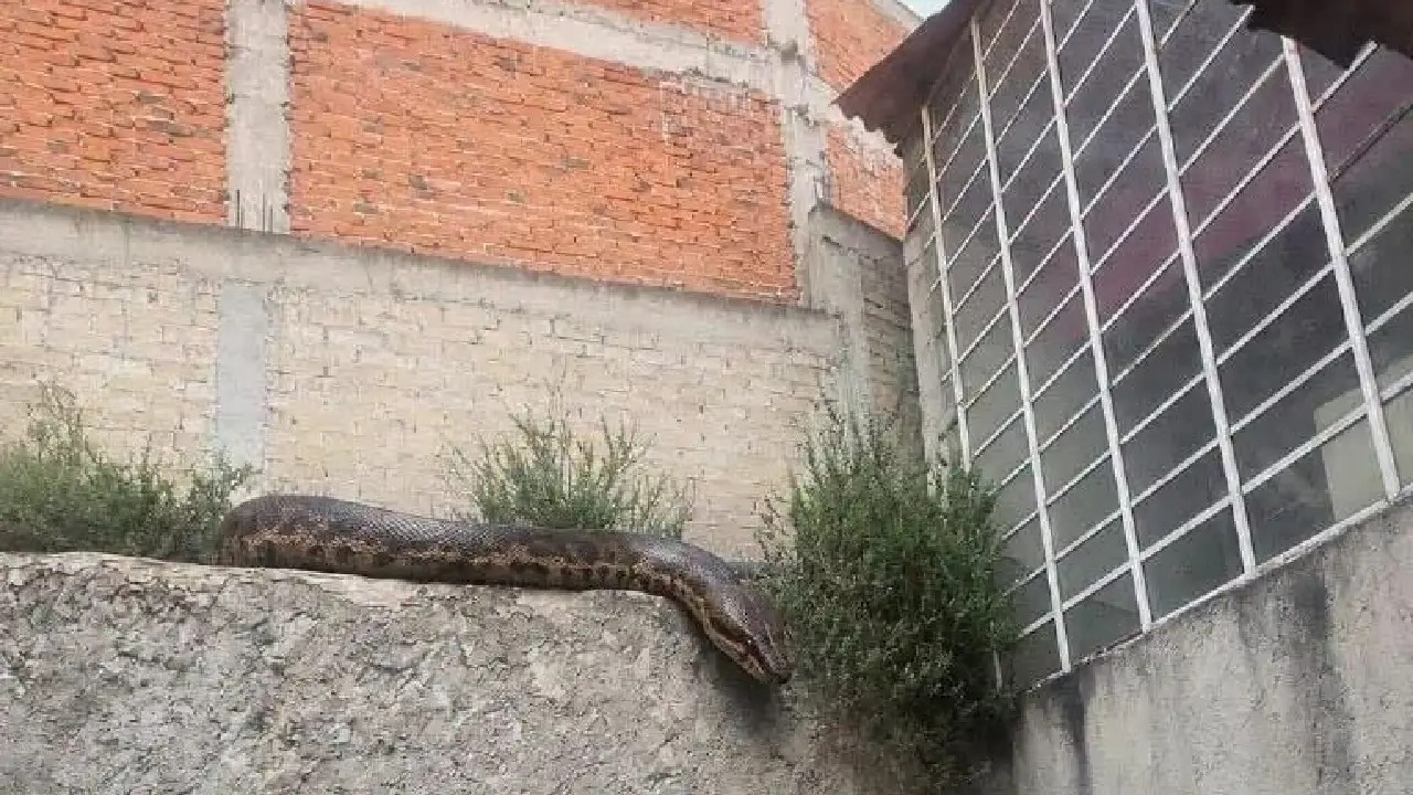 Escape de serpiente de más de 5 metros causa temor entre pobladores Imagen de Escape de serpiente de más de 5 metros causa temor entre pobladores