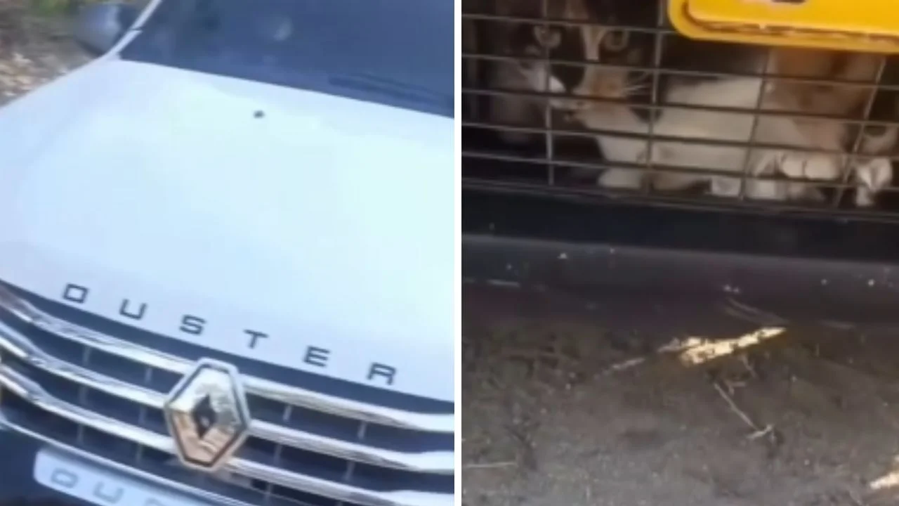 Insolito rescate: Gato sobrevive tras viajar 2 horas atrapado en un auto Imagen de Insolito rescate: Gato sobrevive tras viajar 2 horas atrapado en un auto