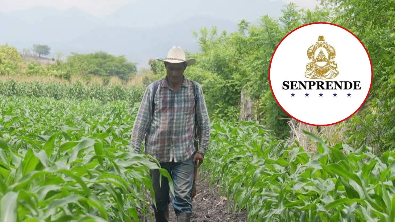 Senprende habilita L 86 millones para créditos agrícolas Imagen de Senprende habilita L 86 millones para créditos agrícolas