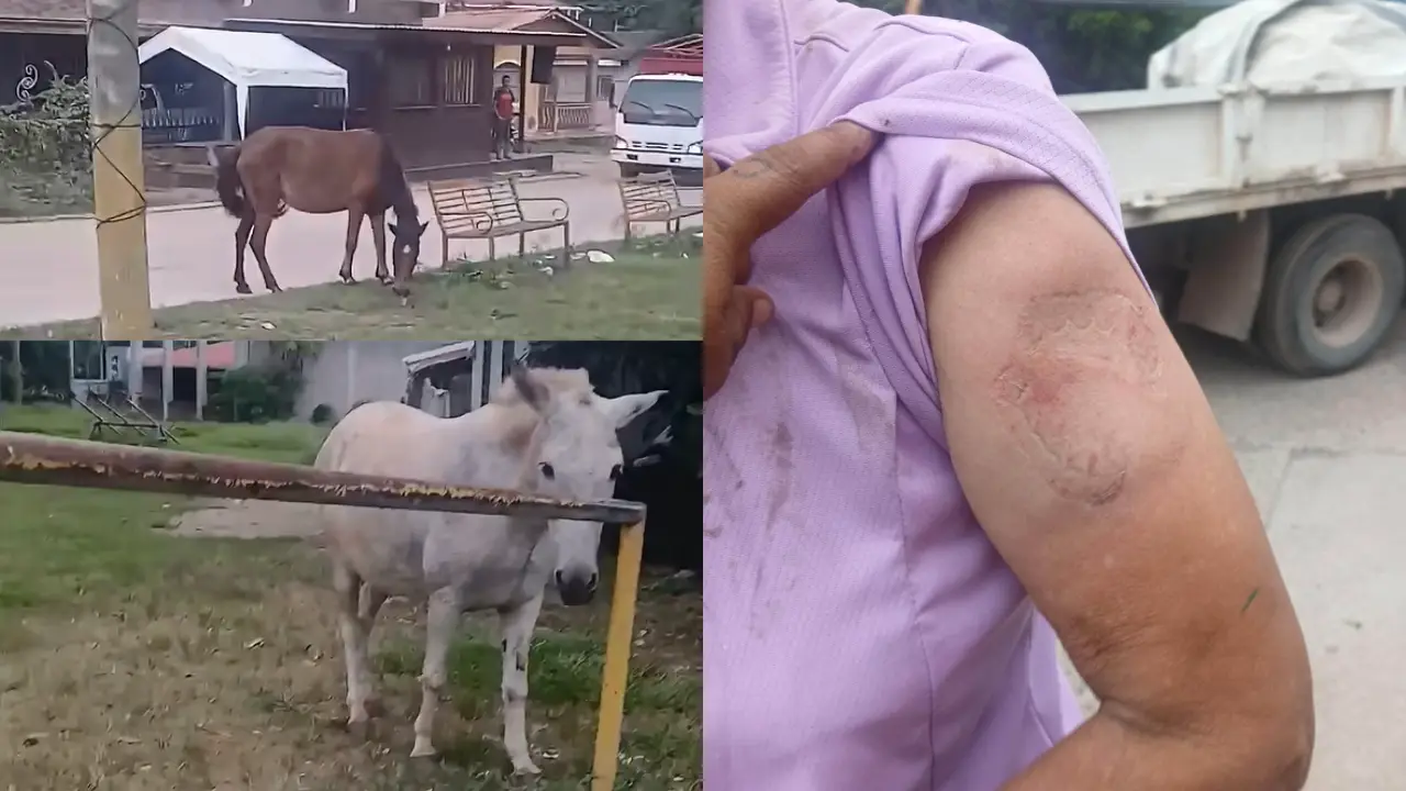 VIDEO: Caballo enloquece y muerde a una mujer en Taulabé, Comayagua Imagen de VIDEO: Caballo enloquece y muerde a una mujer en Taulabé, Comayagua