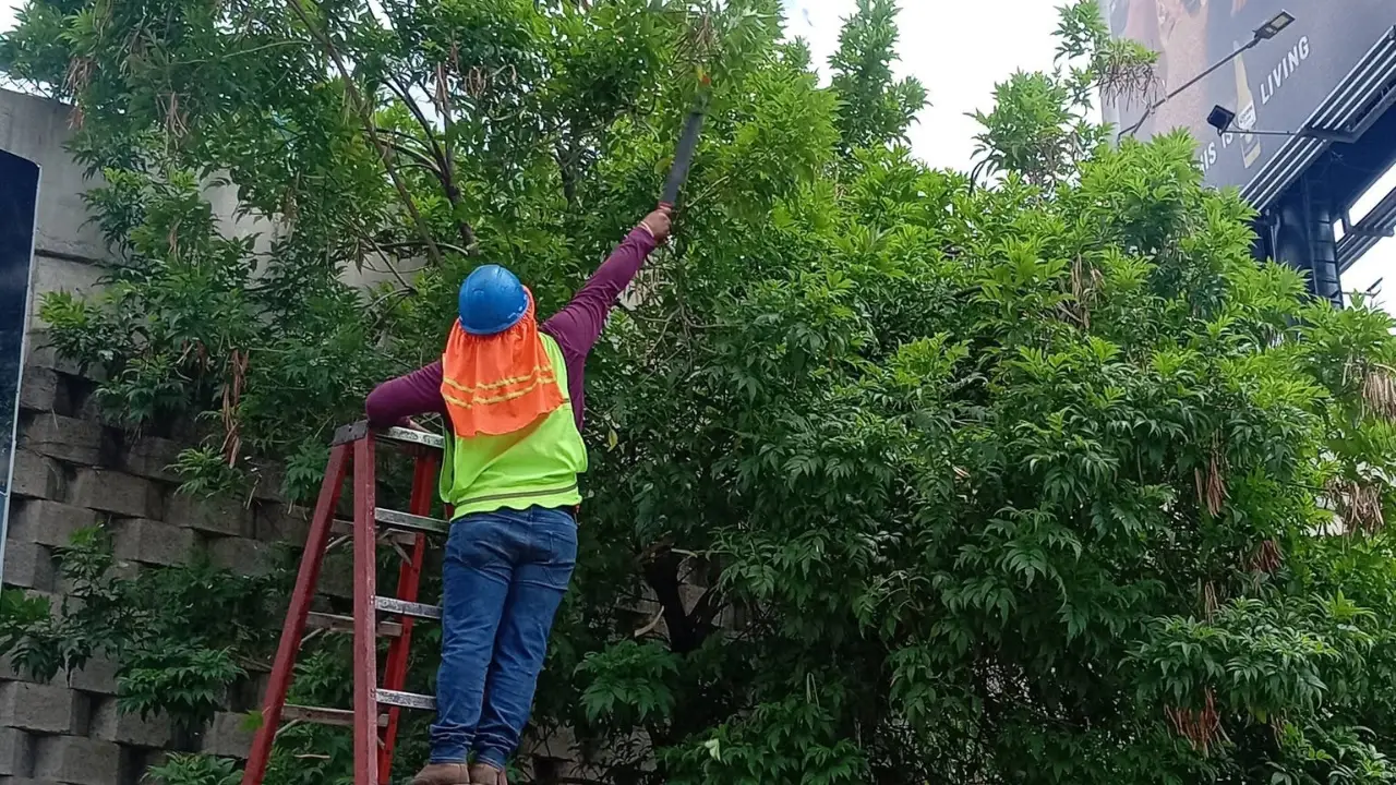 Imagen de ¿Un árbol peligroso cerca de tu casa? Así puedes solicitar su poda o corte a la AMDC